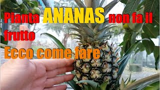 Pianta ANANAS non fa il frutto come fare [upl. by Gerard582]