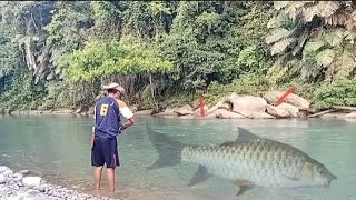 melihat Rawai spot nya di hulu sungai spot di lubuk yg dalam [upl. by Fong]