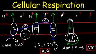 Cellular Respiration [upl. by Schulz]