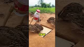 Why are farmers releasing Quails in fields 😳 [upl. by Traweek]