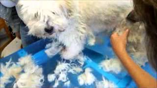 Video Hundeschur  Hund scheren Coton de Tulear mit Heiniger Saphir Cord Schermaschine [upl. by Caughey]