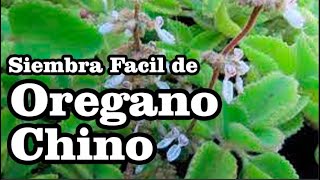 Oregano chino Origanum vulgare [upl. by Acinor]