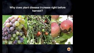 Why Plant Disease Increases Before Harvest [upl. by Asilrak897]