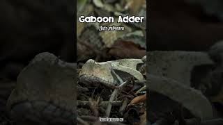 Gaboon Viper  Adder venomoussnake herpetology wildlife [upl. by Aneekat]