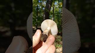 Biserka Amanita rubescens u Dotrščini [upl. by Garrik]