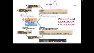 CH13 10 Pancreatic Hormones Insulin Glucagon [upl. by Ohcamac]