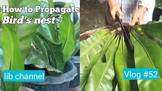 How to Propagate Birds Nest Vlog 52 lib channel life after retirement [upl. by Kikelia]