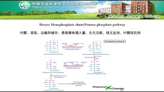 Pentose Phosphate Pathway Shunt [upl. by Nivaj]