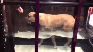 Watertreadmill therapy demo [upl. by Lowney]