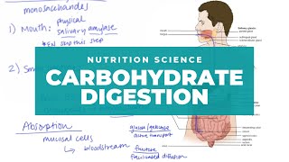 The Basics of Carbohydrate Digestion [upl. by Eintihw]