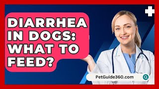 Diarrhea In Dogs What To Feed  PetGuide360com [upl. by Giffer]