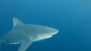 Florida Shark Diving  Free Diving with Bulls Sandbars and Lemon Sharks off the Coast of Jupiter [upl. by Frances]