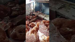 liyar murgi palon sshorts sonalimurgifarm chicken murgibacche murgipalan [upl. by Ndnarb]