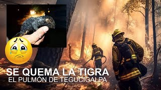 Crueldad Forestal en la Tigra 😣😭 [upl. by Akemrej]