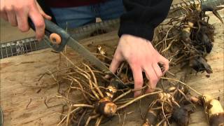 Dividing and Potting Stored Cannas [upl. by Anton]