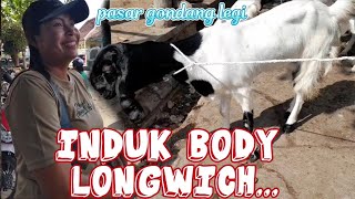 INDUK BODY LONGWICH‼️PASAR GONDANG LEGI MALANG HARI INI [upl. by Okime]