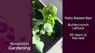 Beneficial Harvest garden fallgardening gardening [upl. by Nart]