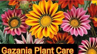 How to Grow n Care Gazania  Gazania Care n Propagation  Gazania Flowering plant [upl. by Haily]