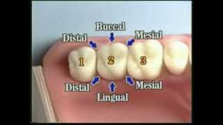 V109 Patient Records Management amp Dental Charting [upl. by Benedetta136]