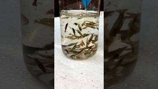 Amazing Wild Shrimps Successful Breeding and SALE❤️🥳fish shrimps fishing fishingvideo shorts [upl. by Martica284]