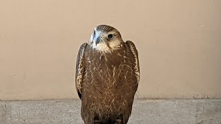 Exhilarating Laggar Falcon Flight A GoPro Adventure [upl. by Geis]