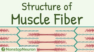 Structure of a Skeletal Muscle Fiber  Sarcomere Thick filament Thin filament Actin Myosin etc [upl. by Notnilk]