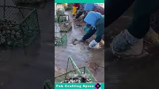 The Process Of Extracting Shell From Water [upl. by Aryajay]