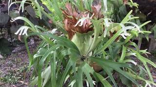 FE137  Staghorn Fern  Platycerium spp  A Few Staghorn Ferns  March 30 2024 [upl. by Dean]