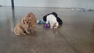 Cavapoo Puppies Playing [upl. by Ardussi]