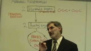 Professor Fink explains CELLULAR RESPIRATION Part 5 O2 Debt Aerobic Resp Krebs Cycle [upl. by Cheng]