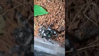 Male Pregius Bahamas jumpingspider cutepets hobby breeder smallbusiness shorts soundgarden [upl. by Rohclem]