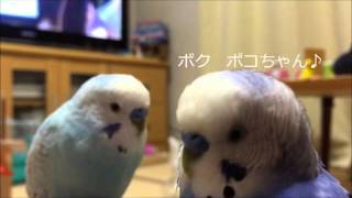 自作の歌を無理やり聞かせるセキセイインコ [upl. by Wilonah]