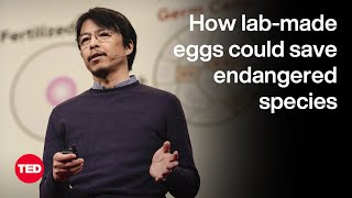 A Mouse With Two Dads — and a New Frontier for Biology  Katsuhiko Hayashi  TED [upl. by Andrew876]