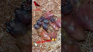 Gouldian Finch Chicks in Nest  5 days old  Bird Sounds bird birds finch [upl. by Clim]