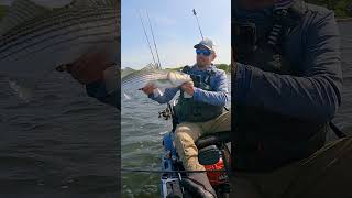 Topwater striped bass action while Kayak Fishing kayakfishing stripedbass [upl. by Astraea973]