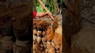 Farmers dig out naturally fermented rice wine buried in the soil a year ago [upl. by Lednik319]