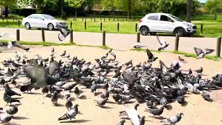 Valentine PARK london illford walk video  london waking tour 2024 [upl. by Suoirad]