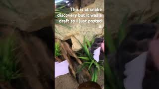 At snake discovery [upl. by Ahsertal]