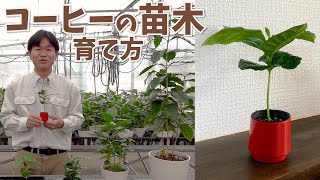 【コーヒーの木】苗木の育て方【赤塚植物園農場だより】 [upl. by Sivatnod]