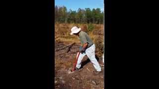 Planting Long Leaf Pine [upl. by Ibrahim]