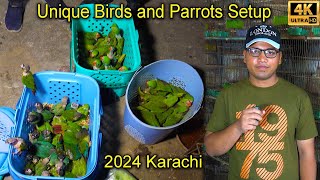 Atique Birds Setup  Unique Birds and Parrots 2024 Karachi Latest Updates [upl. by Aundrea379]