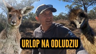 AUSTRALISJKIE ODLUDZIE OUTBACK  EMU KANGURY I DZIOBAKI NA TRASIE [upl. by Alpheus]