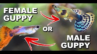 HOW TO TELL IF YOUR GUPPY FISH MALE OR FEMALE [upl. by Hilar972]