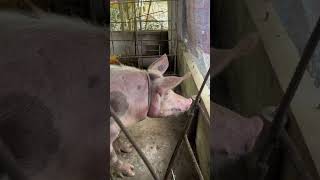 animals pig pigfarming farmlife noanimalsharmed farming [upl. by Abel]