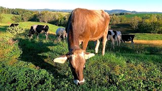 Dairy Farming and Grazing Cows On A Small Family Farm [upl. by Holtz554]