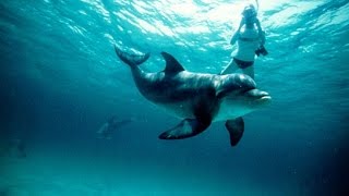 Swimming With Dolphins In the Wild [upl. by Littell]