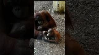 Funny Kendari attacks Sarishortsfunnyvideosorangutansfunnyanimalszoorespect [upl. by Taber]