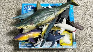 Shark Week Box  Great White Shark Frilled Shark Goblin Shark Hammerhead Shark Shark Ray [upl. by Ylus]