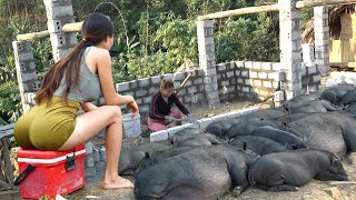 Build A Large Scale Pig Farm  Economy Alone From Herd Of Wild Pigs [upl. by Akenom924]