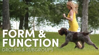 How are Dogs Grouped by Form amp Function [upl. by Attevroc]